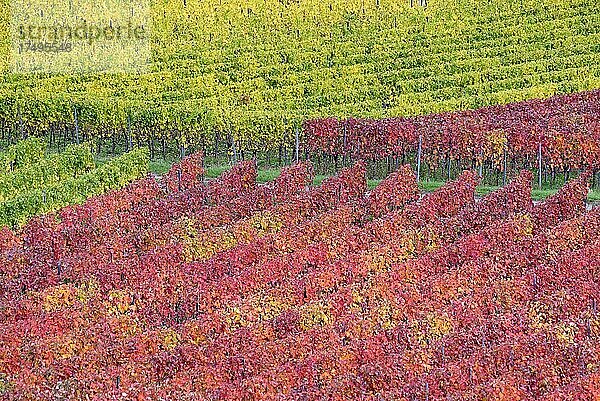 Ausblick auf Weinstöcke mit Herbstlaub  Mosel  Rheinland-Pfalz  Deutschland  Europa