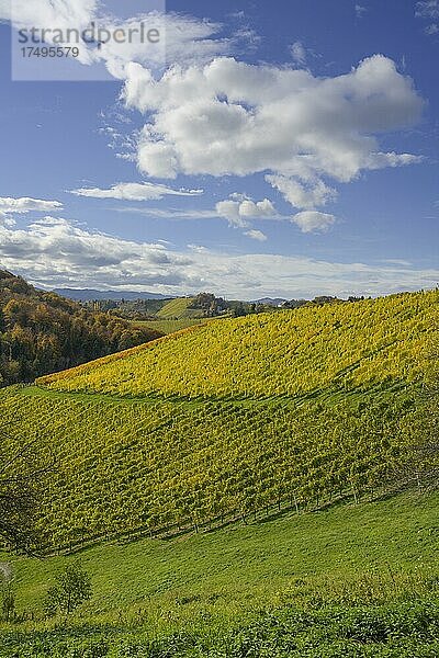 Herbstliche Weinberge  Glanz an der Weinstraße  Steiermark  Österreich  Europa