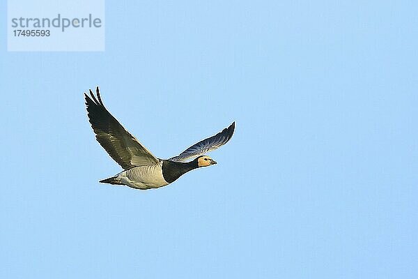 Nonnengans  Weißwangengans (Branta leucopsis)  fliegend  Niederrhein  Nordrhein-Westfalen  Deutschland  Europa