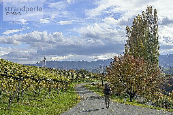 Wanderin geht auf Nebenstraße auf Klapotetz zu  Glanz an der Weinstraße  Steiermark  Österreich  Europa