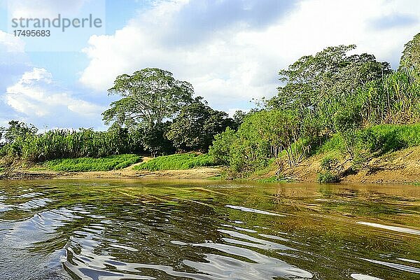 Typische Vegetation am Ufer  Río Mamoré  bei Trinidad  Departement Beni  Bolivien  Südamerika