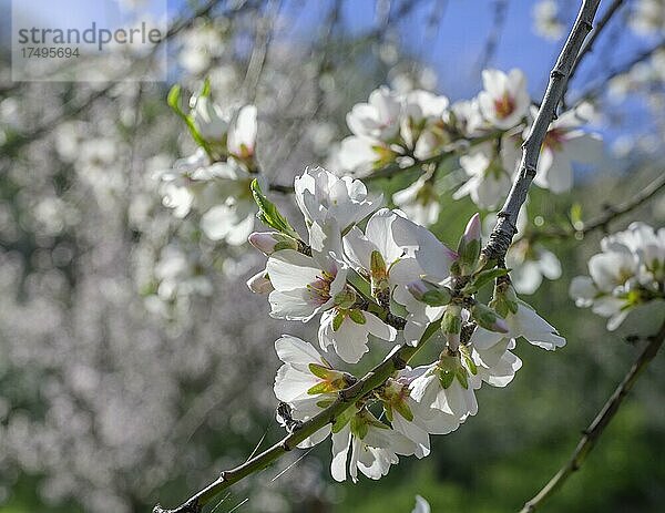 Blühender Mandelbaum (Prunus dulcis)  Garafía  Kanarische Inseln  Spanien  Europa