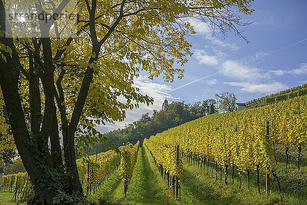Herbstlicher Weinberg am Kreuzweg zur Gleifkapelle  St. Michael  Südtirol  Italien  Europa