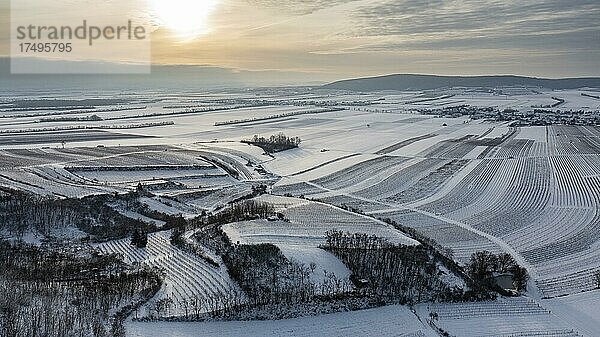 Winterliche Landschaft mit Weingärten und Felder  Luftaufnahme  Pulkautal  Weinviertel  Niederösterreich  Österreich  Europa