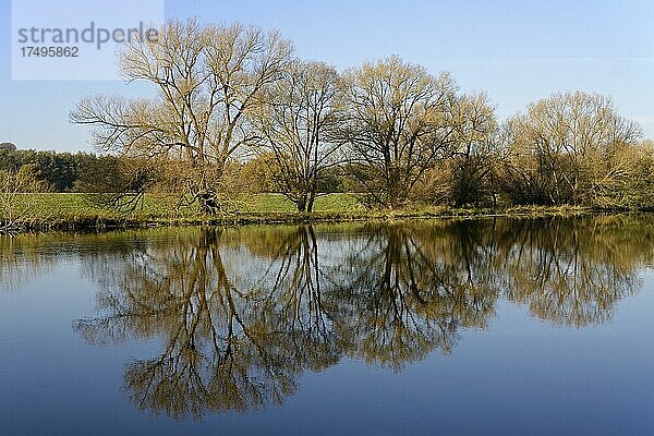 Weiden (Salix)  Bäume am Flussufer spiegeln sich auf der Wasseroberfläche  blauer Himmel  Nordrhein-Westfalen  Deutschland  Europa