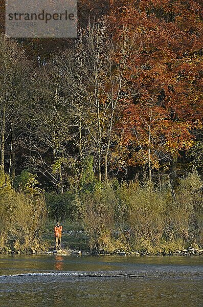 Mann mit oranger Jacke steht an Ufer von Fluss mit orangem Herbstlaub  Isar  München  Bayern  Deutschland  Europa