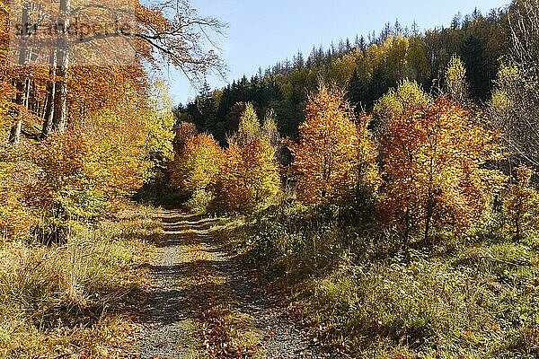 Wanderweg durch das Eckertal im Herbst  Nationalpark Harz  Harz  Niedersachsen  Deutschland  Europa