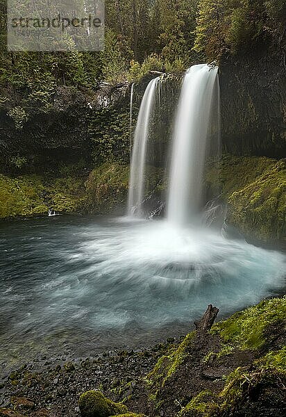 Wasserfall in dichter Vegetation  Koosah Falls  Oregon  USA  Nordamerika