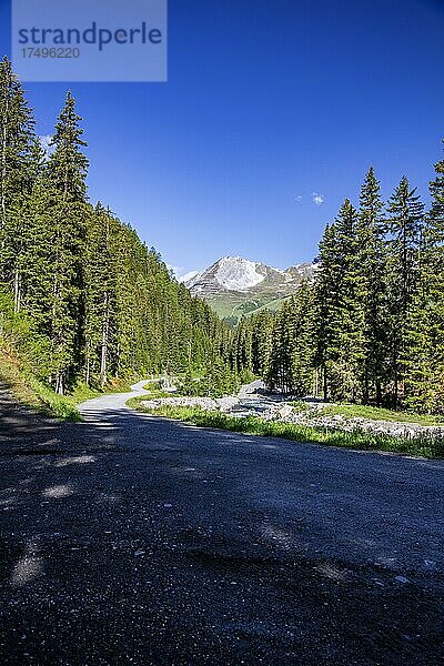 Waldweg am Fluss Flüela  Blick zum Groß Schiahorn und Gebiet Parsenn  Davos  Graubünden  Schweiz  Europa