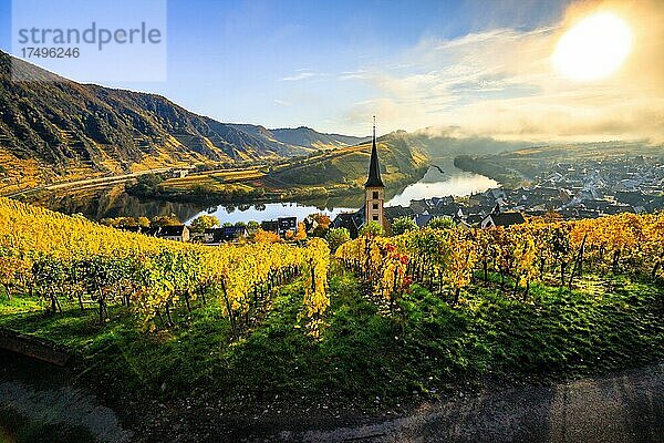 Der Ort Bremm an der Mosel. Blick aus den Weinbergen zum Kirchturm und die Moselschleife. Schöne gelbe Weinberge im Herbst am morgen und mit Nebel  Rheinland Pfalz  Deutschland  Europa