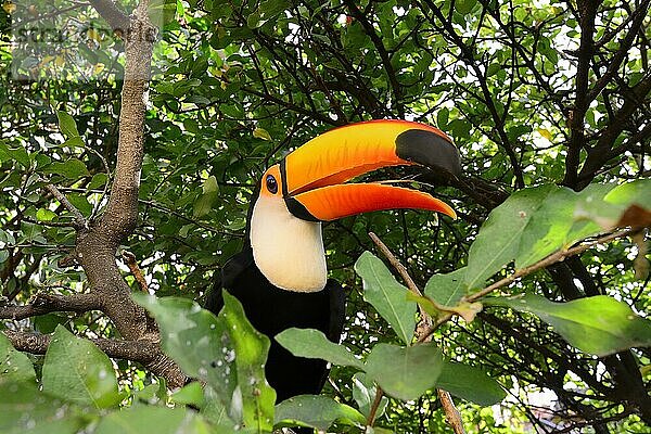 Riesentukan (Ramphastos toco) sitzt im dichten Laub eines Baumes. Trinidad  Departement Beni  Bolivien  Südamerika