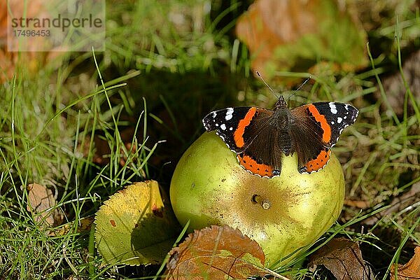 Admiral (Vanessa atalanta)  Schmetterling sitzt mit geöffnneten Flügeln auf einem Apfel und saugt Saft  Fallobst  Nordrhein-Westfalen  Deutschland  Europa