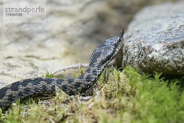 Kreuzotter (Vipera berus)  Bayern  Deutschland  Europa