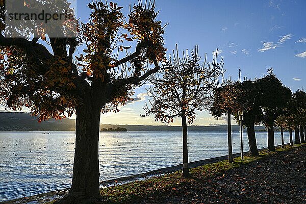 Baumallee am Zürichsee bei Herbststimmung  Schweiz  Europa