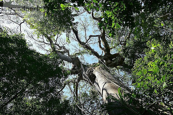 Blick in die Baumkrone eines Urwaldbaumes  Río Mamoré  bei Trinidad  Departement Beni  Bolivien  Südamerika