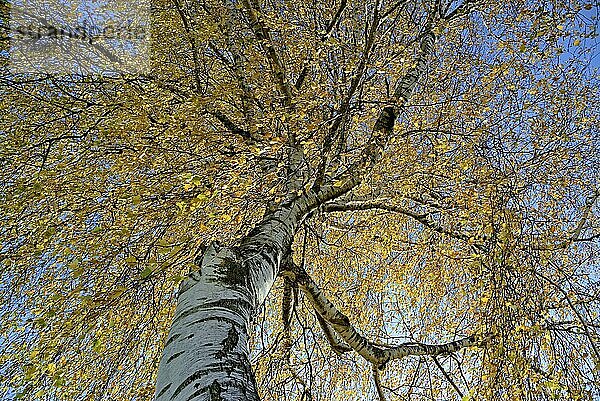 Birke (Betula)  Blick in die Baumkrone mit Herbstlaub  blauer Himmel  Nordrhein-Westfalen  Deutschland  Europa