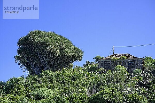 Kanarische Drachenbaum (Dracaena draco) bei einer Hausruine  Barranco de los Sables  Santo Domingo  La Palma  Spanien  Europa