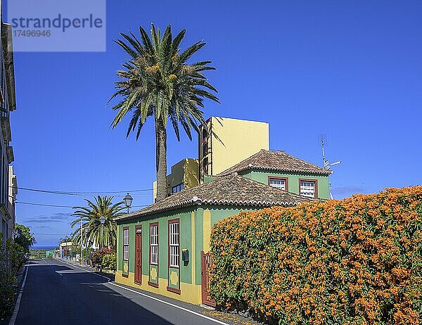 Haus mit Palme und Flammenrebe oder Orangentrompete (Pyrostegia venusta)  San Andrés  San Andrés  La Palma  Spanien  Europa