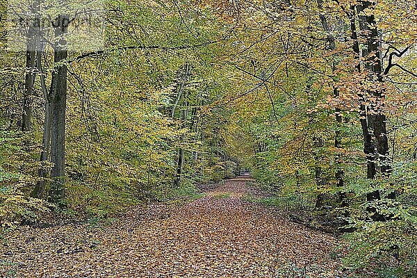 Wanderweg führt durch den Herbstwald  Laubwald  Mosel  Rheinland-Pfalz  Deutschland  Europa
