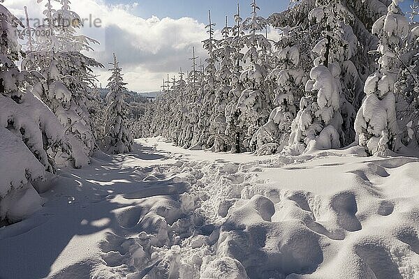 Winterlandschaft auf dem Kahlen Asten im Sauerland  Nordrhein-Westfalen  Deutschland  Europa