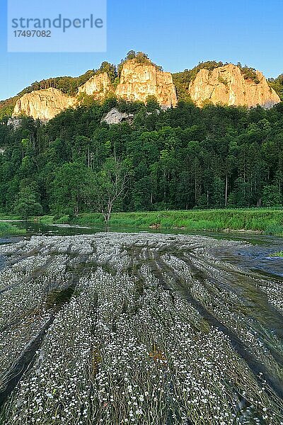 Flutender Wasserhahnenfuß (Ranunculus fluitans)  Hahnenfußgewächse (Ranunculaceae)  Donau  Fluss  Wasser  Fels  Hausen im Tal  Beuron  Donautal  Naturpark Obere Donau  Baden-Württemberg  Deutschland  Europa