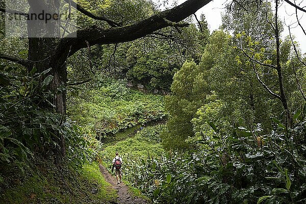 Wanderer am Weg zum Wasserfall Salto do Prego vorbei an den grossblättigen Stauden des Schmetterlingsingwer  Faial da Terra  Insel Sao Miguel  Azoren  Portugal  Europa