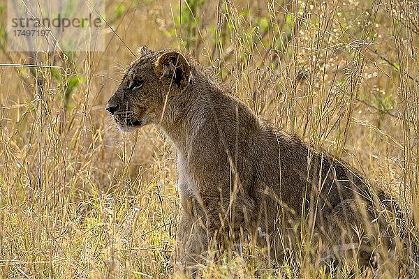 Löwe (Panthera leo)  in hohem Gras verstecktes Jungtier  während Löwin auf der Jagd ist  Moremi Game Reserve West  Okavango Delta  Botswana  Afrika