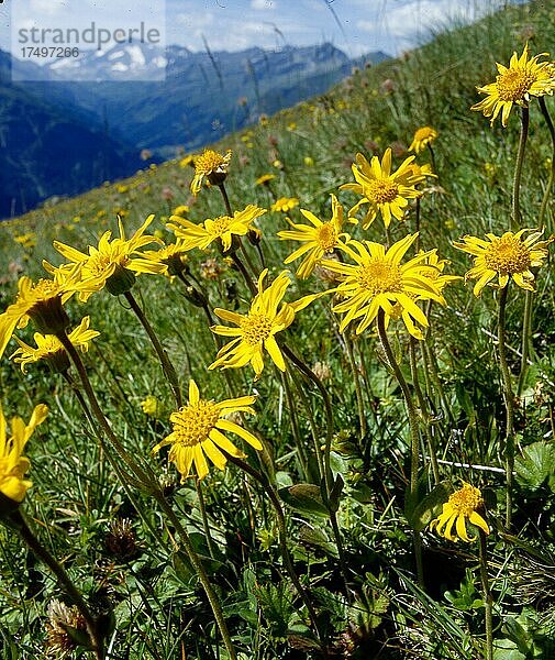 Arnika (Arnica montana)