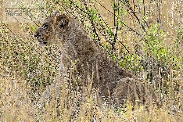Löwe (Panthera leo)  in hohem Gras verstecktes Jungtier  während Löwin auf der Jagd ist  Moremi Game Reserve West  Okavango Delta  Botswana  Afrika
