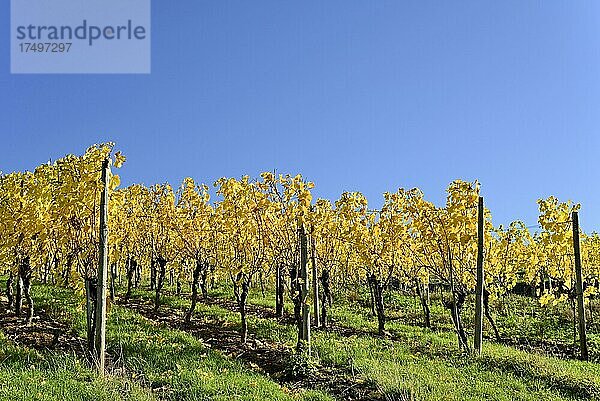 Rebstöcke  Weinstöcke mit Herbstlaub  blauer Himmel  Mosel  Rheinland-Pfalz  Deutschland  Europa