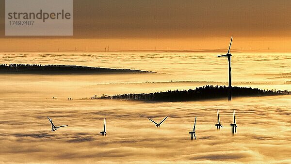 Wald und Windräder ragen aus Wolkendecke  Silhouetten bei Sonnenuntergang  Köterberg  Lügde  Weserbergland  Nordrhein-Westfalen  Deutschland  Europa