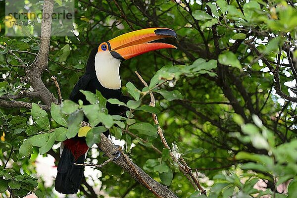 Riesentukan (Ramphastos toco) sitzt im dichten Laub eines Baumes. Trinidad  Departement Beni  Bolivien  Südamerika