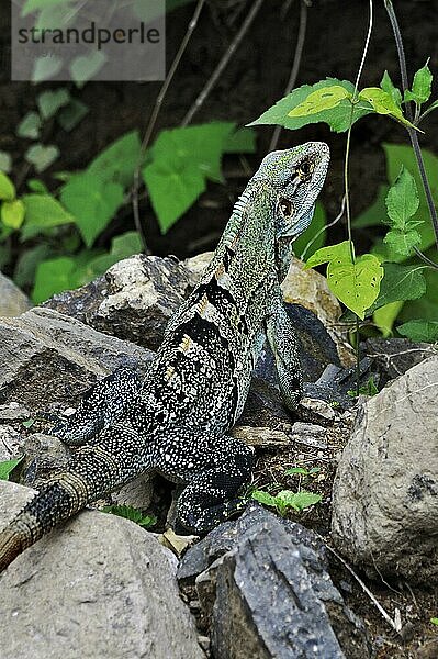 Grüner Leguan (Iguana iguana)  Nationalpark Rincon de la Vieja  Provinz Guanacaste  Costa Rica  Mittelamerika