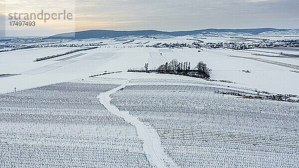 Winterliche Landschaft mit Weingärten und Felder  Luftaufnahme  Pulkautal  Weinviertel  Niederösterreich  Österreich  Europa