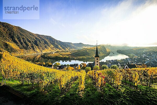 Der Ort Bremm an der Mosel. Blick aus den Weinbergen zum Kirchturm und die Moselschleife. Schöne gelbe Weinberge im Herbst am morgen und mit Nebel  Rheinland Pfalz  Deutschland  Europa