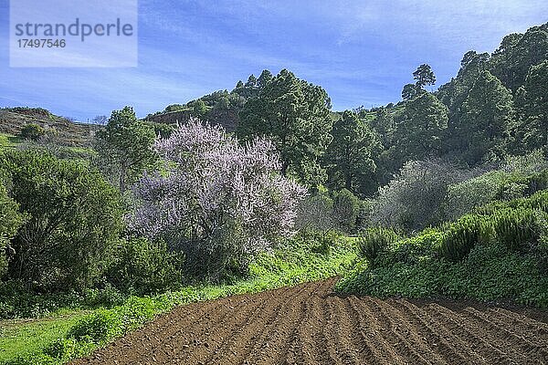 Frisch gepflügtes Feld und blühender Mandelbaum (Prunus dulcis)  Garafía  La Palma  Spanien  Europa