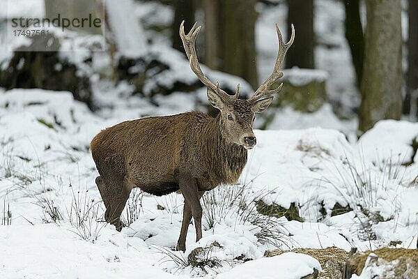 Rothirsch (Cervus elaphus)  Männchen im Winter  captive  Bayern  Deutschland  Europa