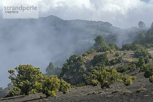 Höchster Punkt  Pico Malpaso  El Hierro  Kanarische Inseln  Spanien  Europa