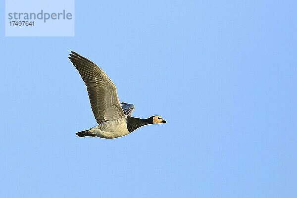 Nonnengans  Weißwangengans (Branta leucopsis)  fliegend  Niederrhein  Nordrhein-Westfalen  Deutschland  Europa