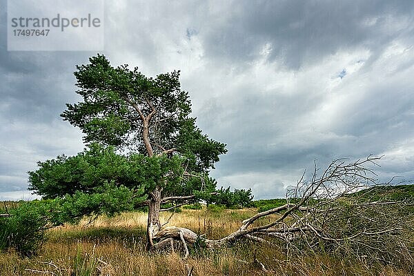 Kiefer in karger Landschaft auf der Insel Hiddensee  Rügen  Mecklenburg-Vorpommern  Deutschland  Europa