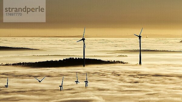 Wald und Windräder ragen aus Wolkendecke  Silhouetten bei Sonnenuntergang  Köterberg  Lügde  Weserbergland  Nordrhein-Westfalen  Deutschland  Europa