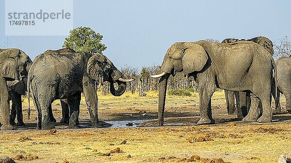 Afrikanischer Buschelefant (Loxodonta africana)  Gruppe an Wasserloch  Savuti  Chobe National Park  Botswana  Afrika