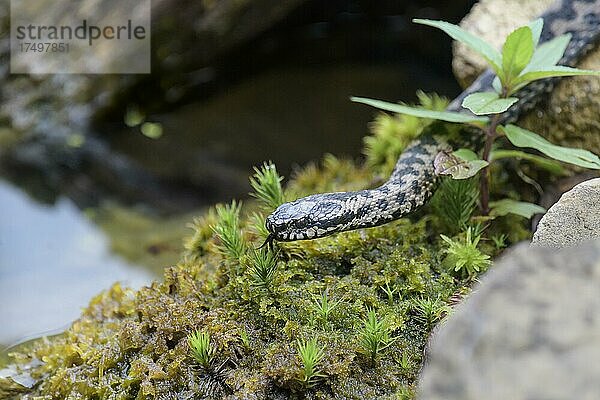 Kreuzotter (Vipera berus)  Bayern  Deutschland  Europa