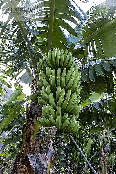 Bananenanbau (Musa) Bananenstaude  Staude mit Bananen  El Hierro  Kanarische Inseln  Spanien  Europa