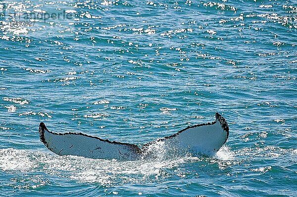 Fluke eines abtauchenden Buckelwals  Akureyri  Evjyafjördur  Akureyri  Island  Europa