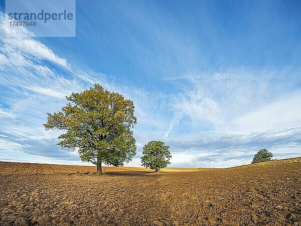 Solitäre Eichen auf gepflügtem Feld im Herbst  Burgenlandkreis  Sachsen-Anhalt  Deutschland  Europa