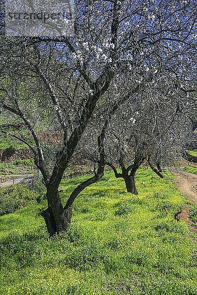 Blühender Mandelbaum (Prunus dulcis)  Puntagorda  La Palma  Spanien  Europa