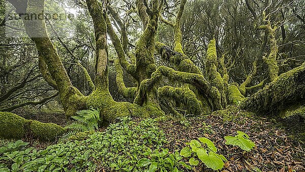 Mit Moos bewachsene Lorbeerbäume im Nebelwald  El Hierro  Kanarische Inseln  Spanien  Europa