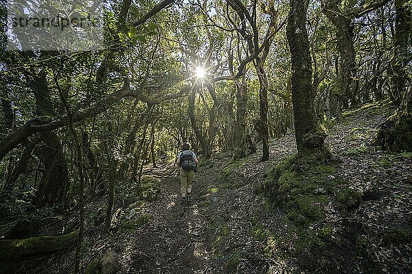 Wanderin  Bemooster Wald im Sonnenlicht  Arure  La Gomera  Spanien  Europa