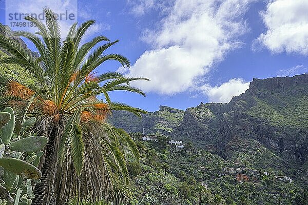 Palmen und abseits liegender Teil des Bergdorfs Masca Im Teno-Gebirge  Masca  Teneriffa  Spanien  Europa
